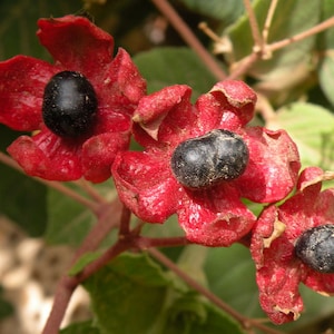 May include: Three red flower pods with black seeds inside. The pods are open and the seeds are visible. The pods are on a green stem.