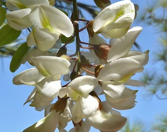 Robinia pseudoacacia | Black & Yellow Locust | False Acacia | 10_Seeds