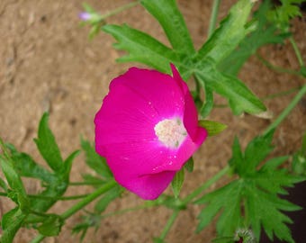 Callirhoe bushii | Bushs poppy mallow | 20_Seeds