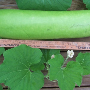 Lagenaria siceraria | Birdhouse Gourd | Calabash Corsican | Tasmania | 10_Seeds
