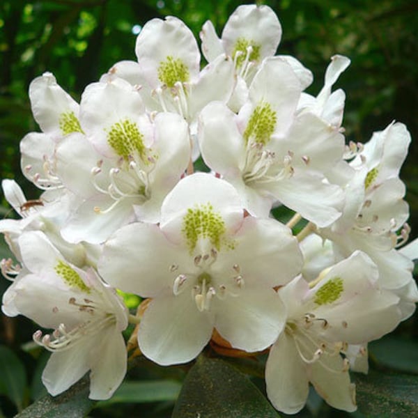 Rhododendron maximum | Rosebay | Great White Laurel | 150_Seeds