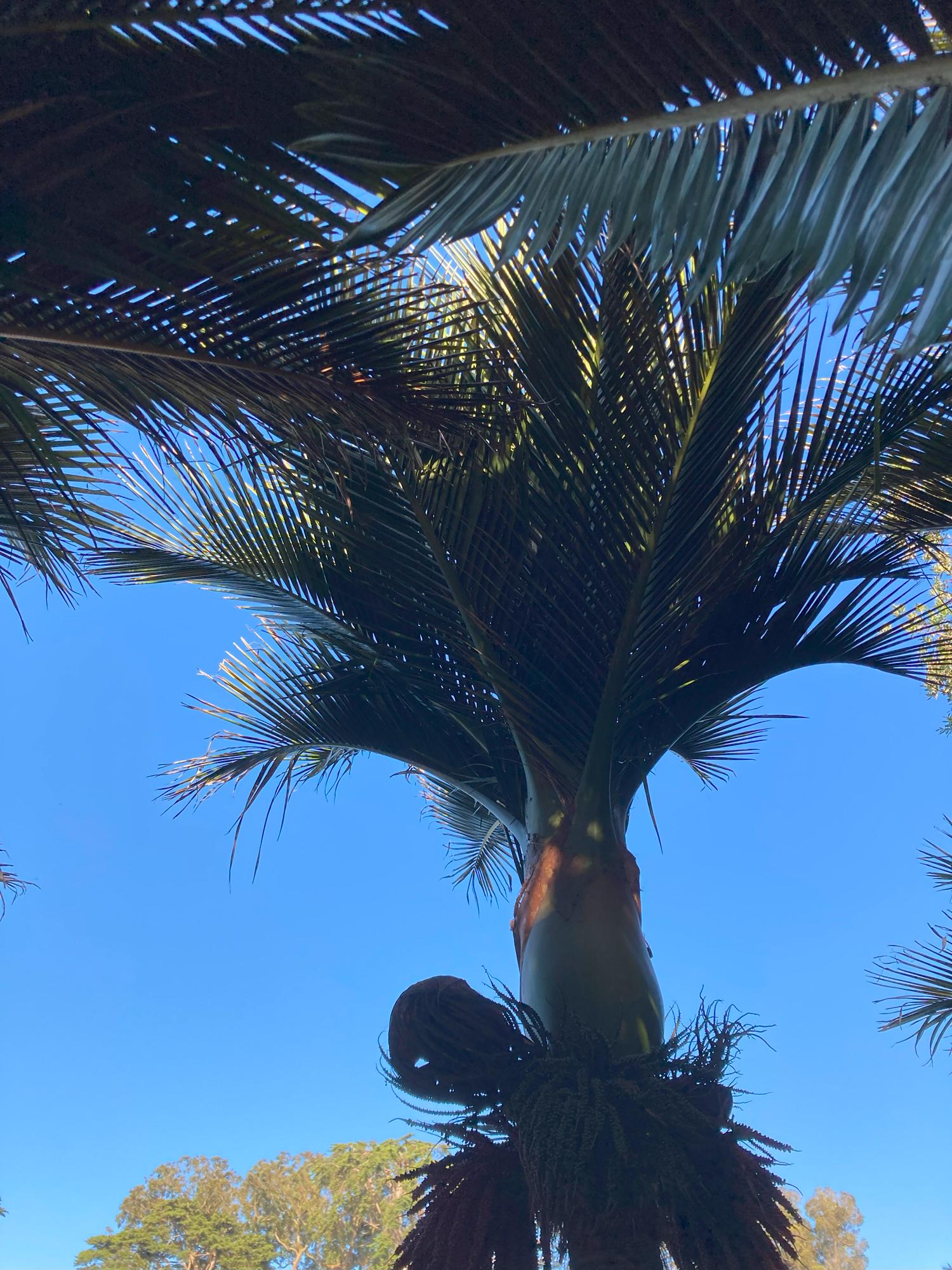 Rhopalostylis Sapida | Nīkau Palm | 20_seeds - Etsy