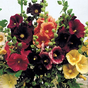 Alcea ficifolia Las Vegas | Antwerp Hollyhock | 10_Seeds