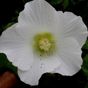 May include: A large, white flower with a green center and a pink stigma. The flower is in focus, while the green leaves behind it are out of focus.