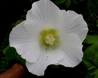 Hibiscus mutabilis Single | Cotton Confederate Rose | 50_Seeds