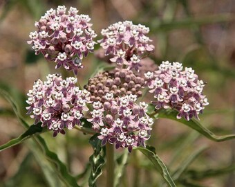 Asclepias fascicularis | Mexican Whorled Narrow Leaf Milkweed | 50_Seeds