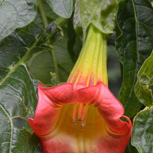 Brugmansia sanguinea Red | Eagle Tree | Mountain Angel Trumpet | 10_Seeds