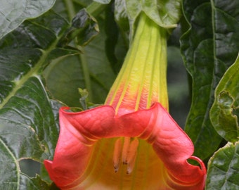 Brugmansia sanguinea Roja / Árbol del Águila / Trompeta de Ángel de Montaña / 50 Semillas