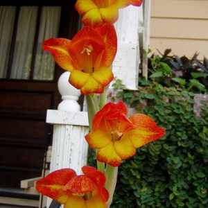 Gladiolus dalenii | African Parrot Gladiola | Candy Corn Glad | 20_Seeds