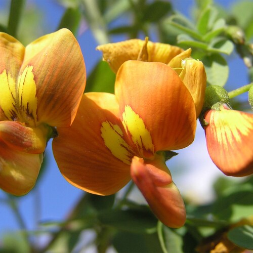 Colutea arborescens | Bladder Senna | 20_Seeds