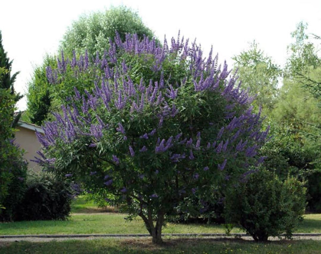 Vitex Agnuscastus Monks Pepper Chaste Tree 50_seeds Etsy