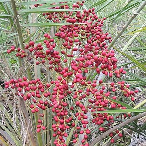 Phoenix pusilla Ceylon Date Palm Flour Palm 5_Seeds image 3