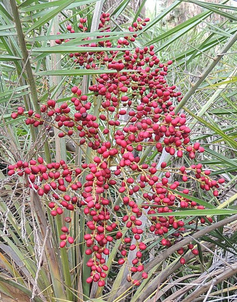 Phoenix pusilla Ceylon Date Palm Flour Palm 5_Seeds image 3