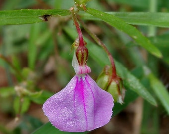 Hybanthus enneaspermus | Spade Flower | Ratanpurus | Indian Violet | 50_Seeds