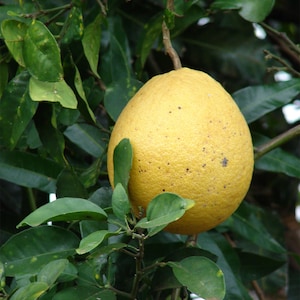 May include: A yellow citrus fruit with a rough texture hangs from a branch on a tree with green leaves.