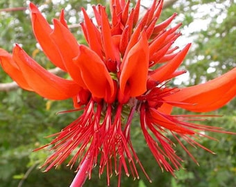 Erythrina arborescens | Coral Tree | 5_Seeds