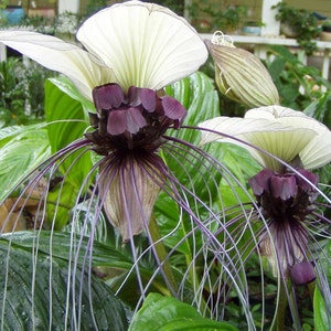 Tacca integrifolia| White Bat Flower| 20_Seeds