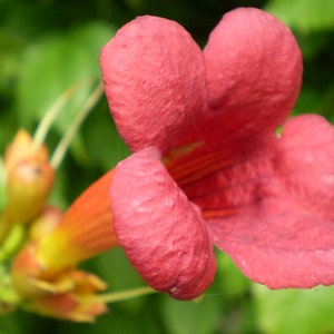 Campsis radicans Flamenco | Crimson Trumpet Vine | 10_Seeds