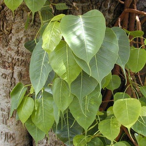 May include: Close-up of a tree trunk with green leaves growing from it. The leaves are heart-shaped and have a smooth, glossy texture.