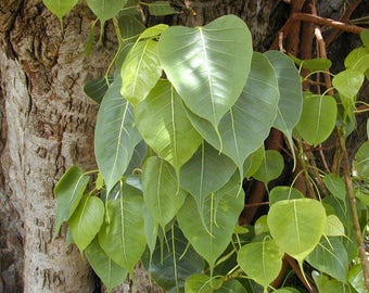 Ficus religiosa | Sacred Fig | Bodhi Tree | Pippala | Peepul | Peepal | 100_Seeds