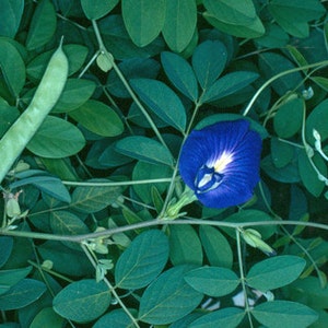 Clitoria ternatea single blue Butterfly Pea 10_seeds image 4