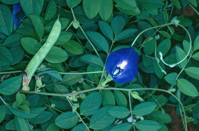 Clitoria ternatea single blue Butterfly Pea 10_seeds image 4