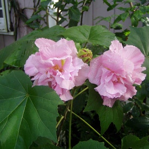 May include: Two pink flowers with multiple layers of petals bloom on a green leafy bush.