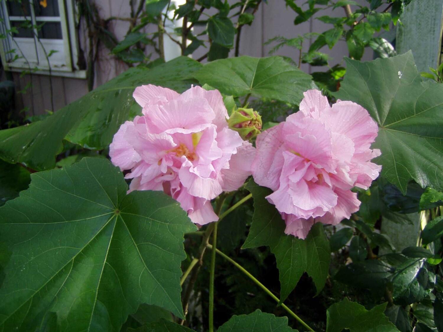 Hibiscus Mutabilis Double | Confederate Cotton Rose | 20_seeds - Etsy