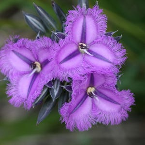 Peut inclure: Gros plan sur trois fleurs violettes vibrantes, aux bords frangés et rayures violet foncé partant du centre. Les fleurs, avec des centres jaunes et blancs, se détachent sur un fond vert flou, mettant en valeur leur beauté naturelle.