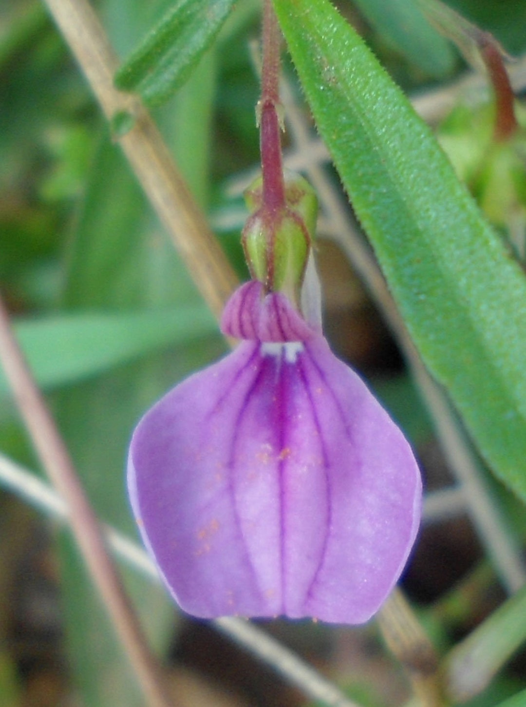 モントゥトゥユピィページ コスモスのお花ॱ⋅.˳˳.⋅˙ॱᐧ.˳˳.⋅ઇଓ Hybanthus Enneaspermus | Spade Flower | Ratanpurus | Indian Violet