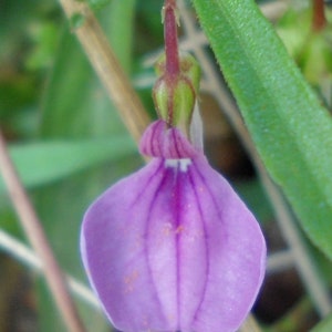 Hybanthus enneaspermus | Spade Flower | Ratanpurus | Indian Violet | 50_Seeds