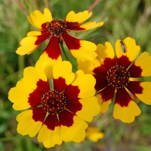 Coreopsis tinctoria | Calliopsis | Tickseed | 200_Seeds