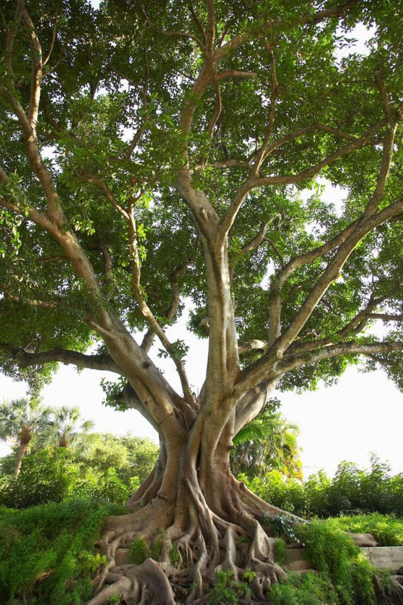 Ficus religiosa Sacred Fig Bodhi Tree Pippala Peepul Etsy