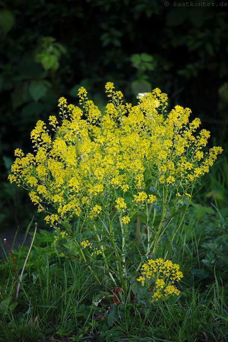 Barbarea vulgaris Winter Cream St. Barbaras Herb Wintercress 100_Seeds image 1