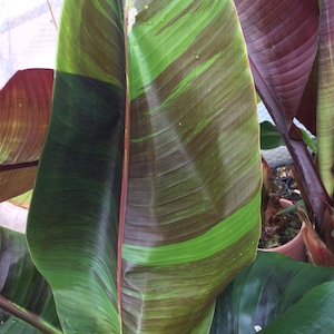 May include: Close-up of a large, green banana leaf with dark red stripes. The leaf is folded in half, revealing the underside, which is a lighter green.