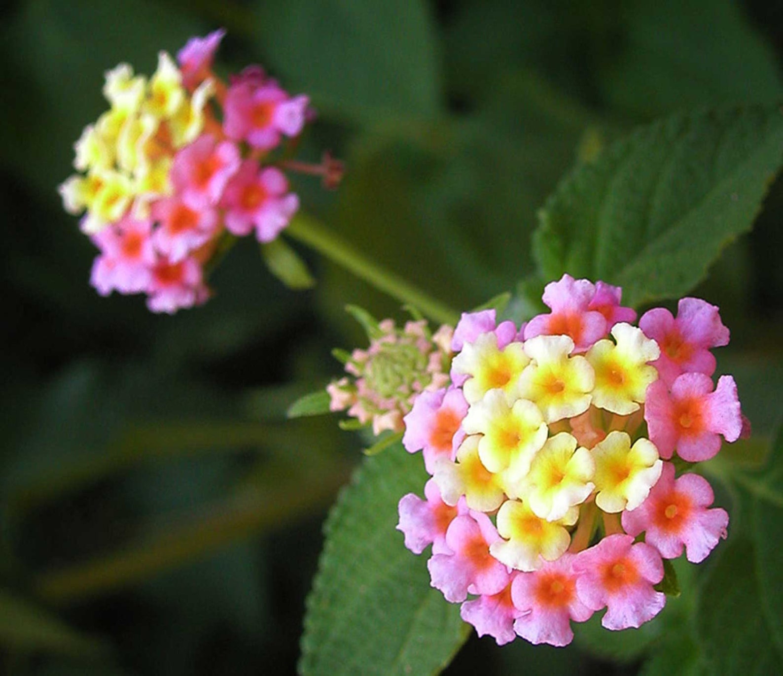 Lantana Camara Ham and Eggs 10_seeds Etsy