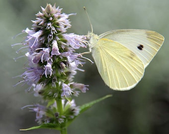May include: A close-up of a white butterfly with a single black spot on its wing, resting on a lavender flower. The butterfly's wings are a creamy white color, and the flower has a spiky, textured appearance.