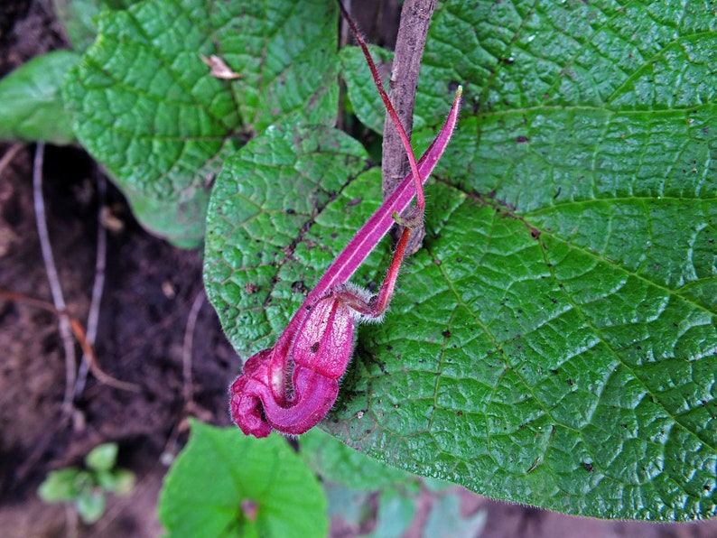 Aristolochia foetida 5_Seeds imagem 4