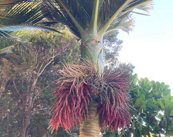 Rhopalostylis Sapida | Nīkau Palm | 20_seeds - Etsy