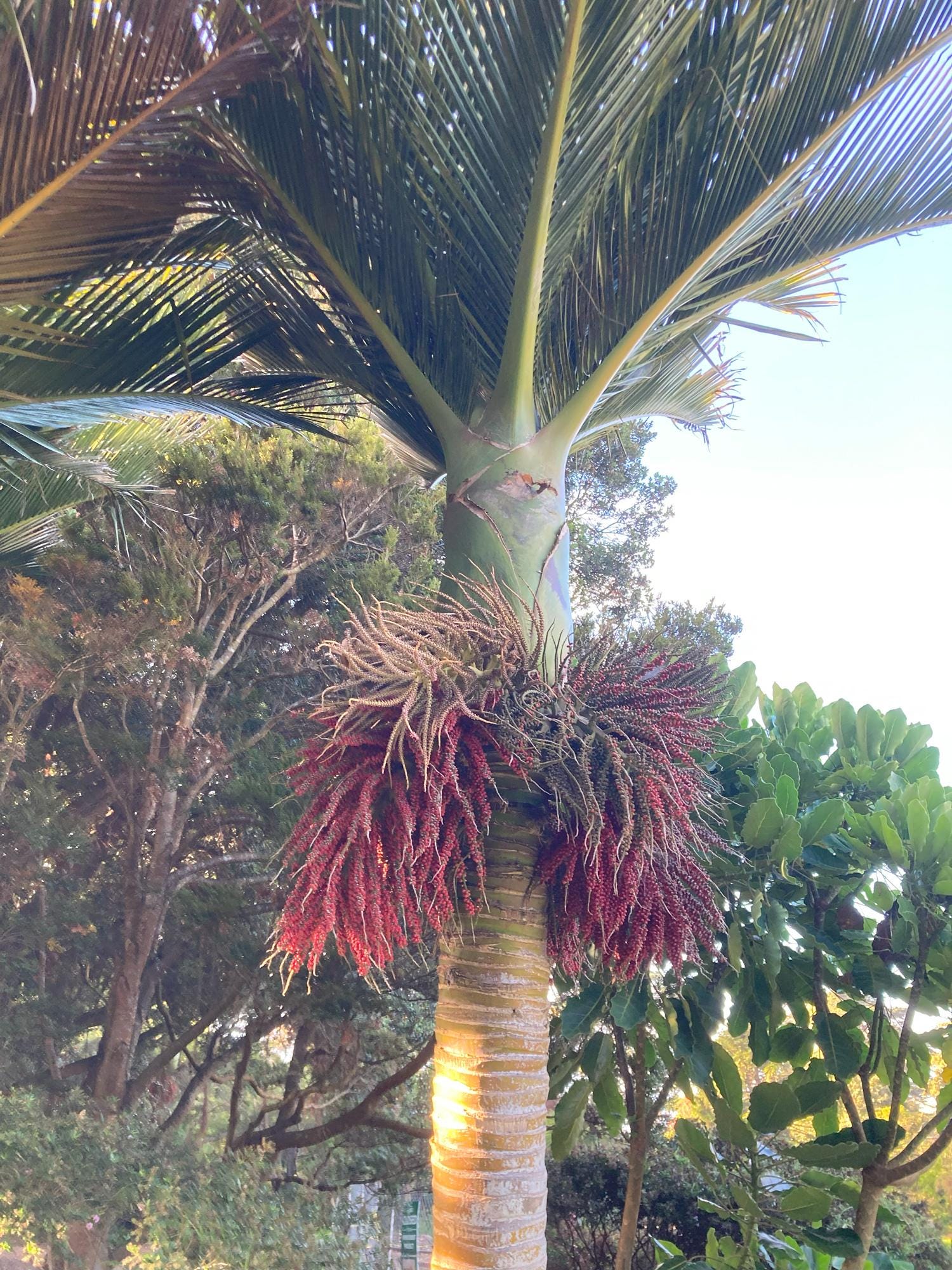 Rhopalostylis Sapida | Nīkau Palm | 20_seeds - Etsy