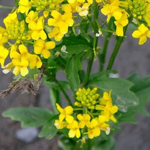 Barbarea vulgaris Winter Cream St. Barbaras Herb Wintercress 100_Seeds image 4