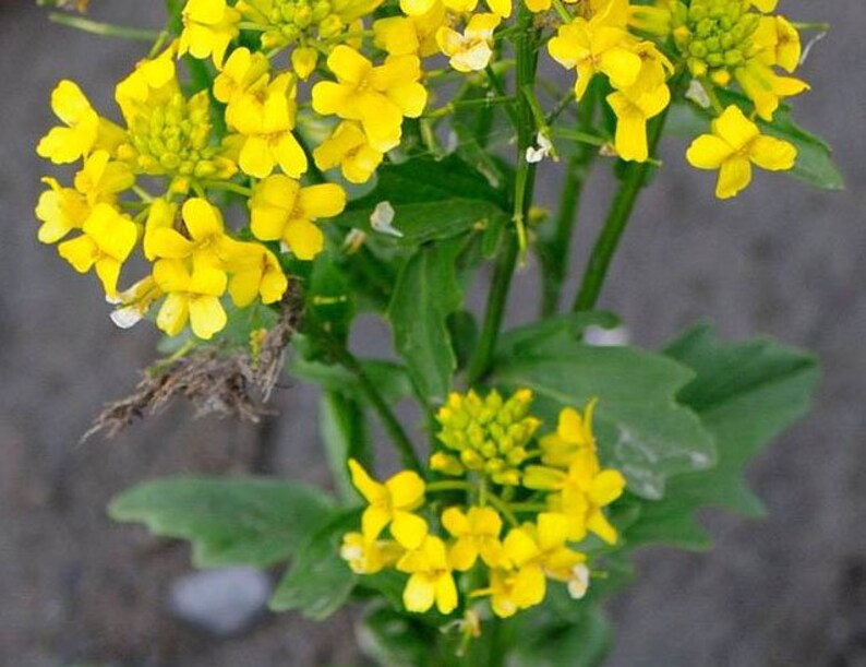 Barbarea vulgaris Winter Cream St. Barbaras Herb Wintercress 100_Seeds image 4