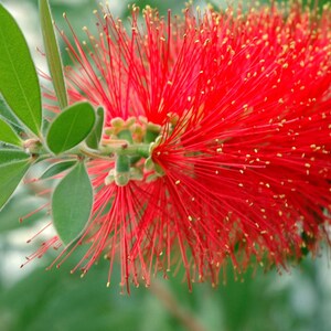 Callistemon rigidus Red Cluster Bottlebrush Tree Clemson Hardy 50_Seeds image 5