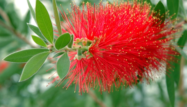 Callistemon rigidus Red Cluster Bottlebrush Tree Clemson Hardy 50_Seeds image 5