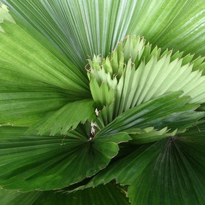 Licuala grandis | Palas  Ruffled  Vanuatu Fan Palm | 5_Seeds