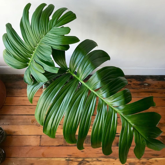 Rhaphidophora decursiva | Kriechender Philodendron | Kieselpflanze |  20_Samen - Etsy sterreich