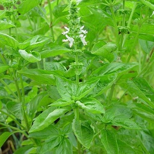 Ocimum basilicum Sweet Basil 50_Seeds image 4