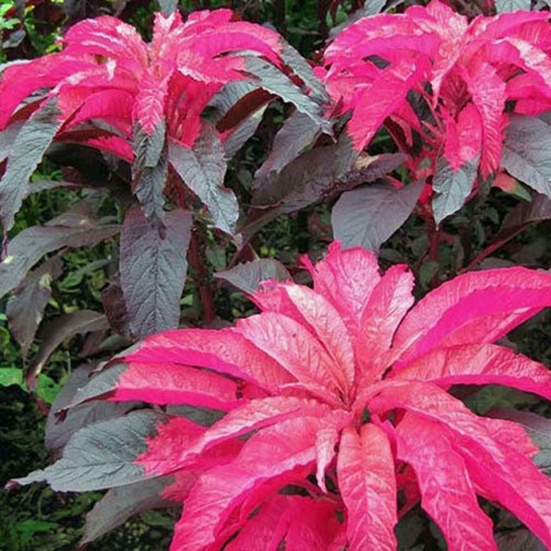 Amaranthus Tricolor Molten Fire 200_seeds Etsy