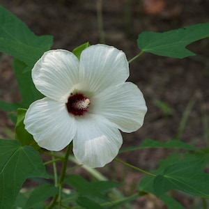 Hibiscus laevis | Halberd Leaf Rose Mallow | 10_Seeds