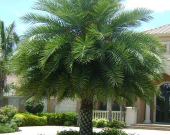 Phoenix sylvestris | India Date Palm | 5_Seeds